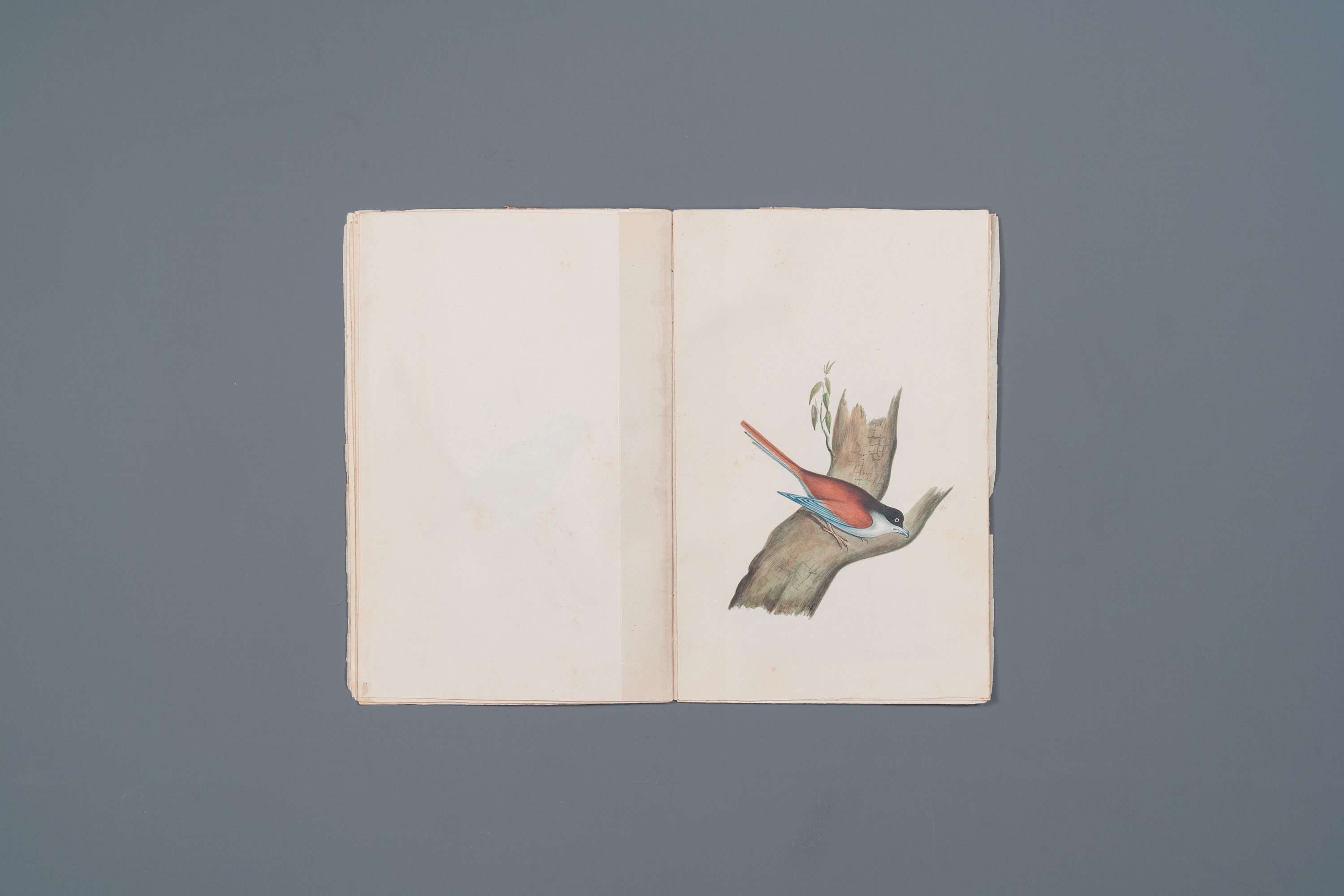 Album with 12 Indian bird paintings, 19th C. - Image 10 of 15