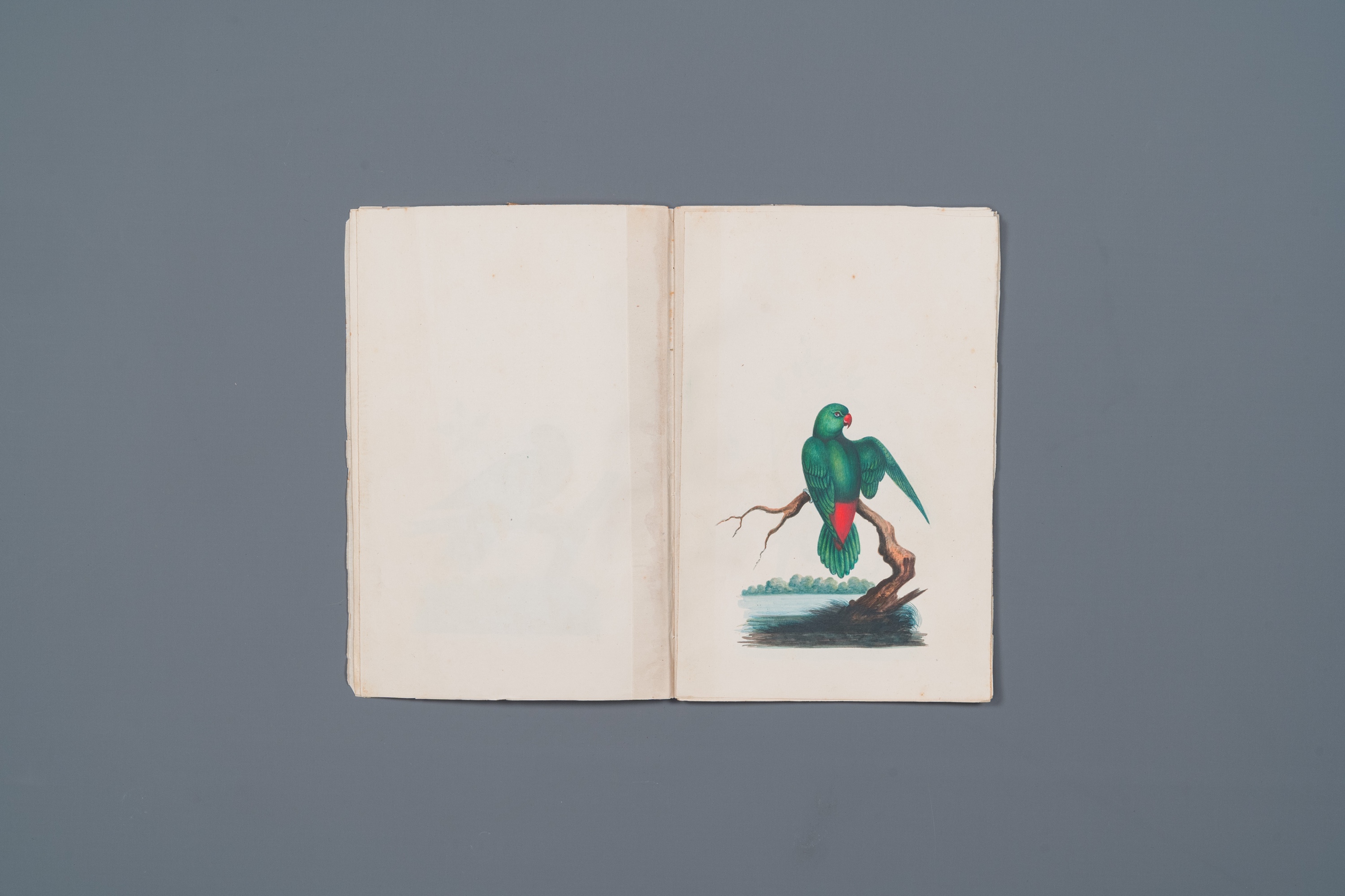 Album with 12 Indian bird paintings, 19th C. - Image 4 of 15