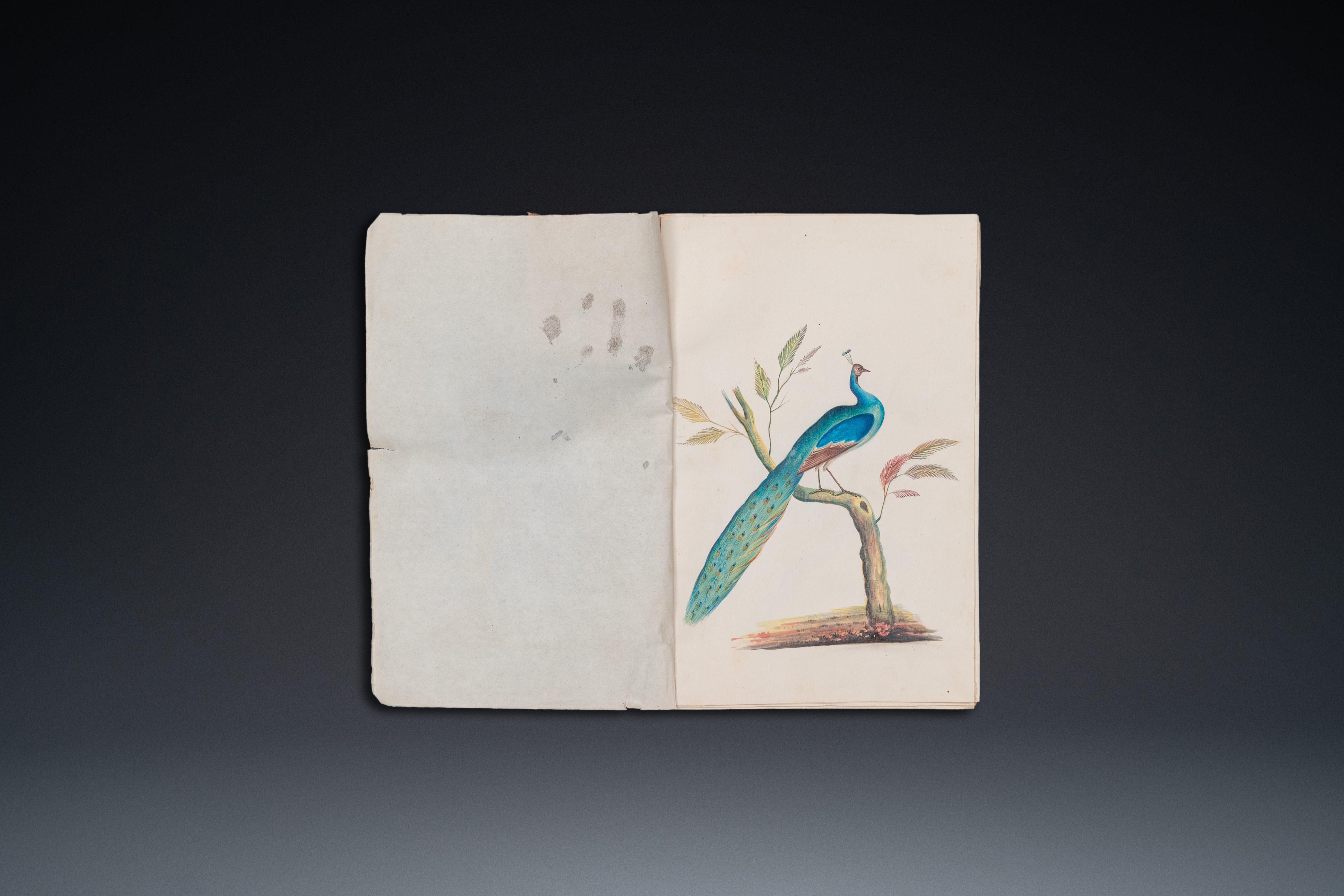 Album with 12 Indian bird paintings, 19th C.