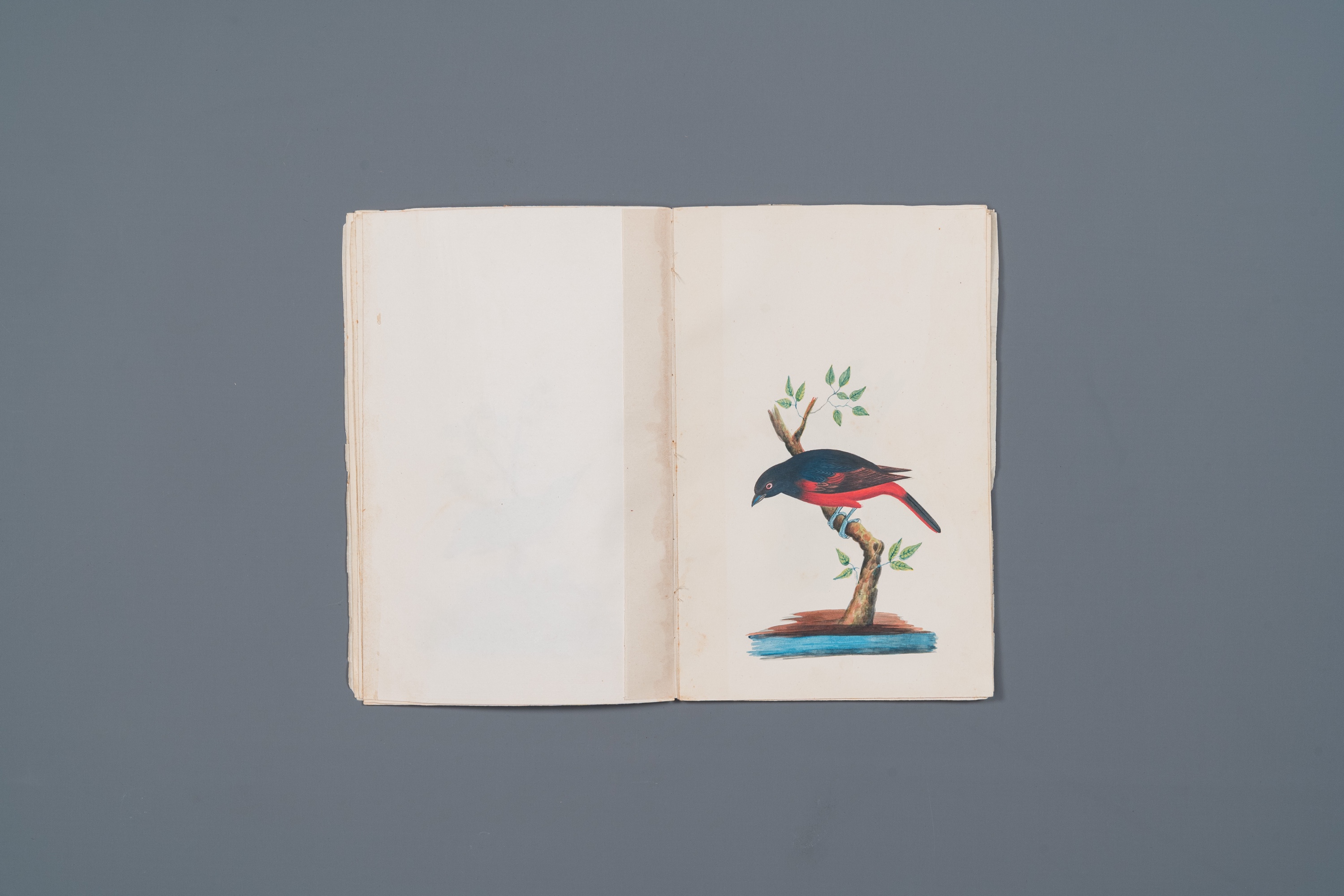 Album with 12 Indian bird paintings, 19th C. - Image 7 of 15