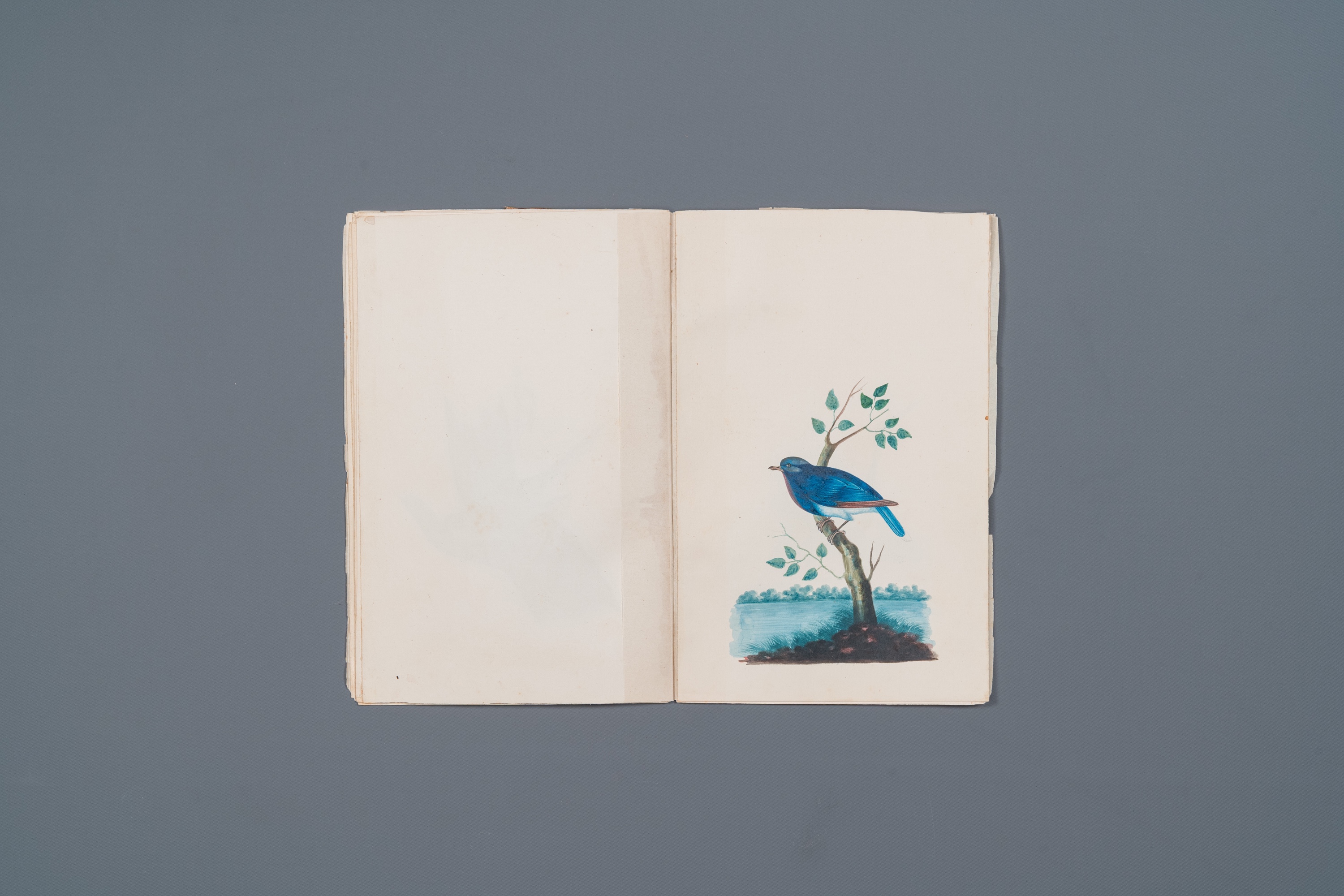 Album with 12 Indian bird paintings, 19th C. - Image 11 of 15