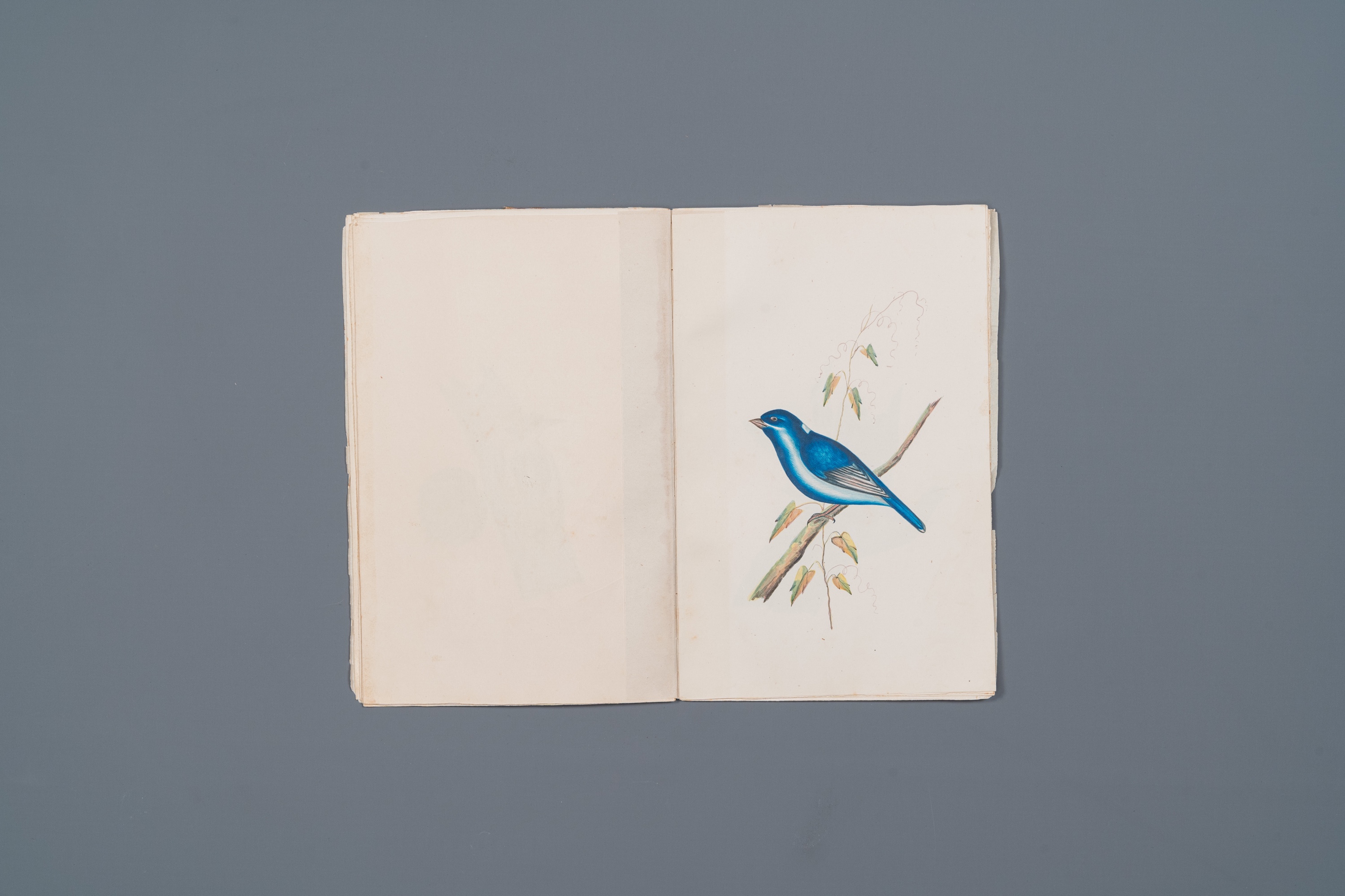 Album with 12 Indian bird paintings, 19th C. - Image 9 of 15