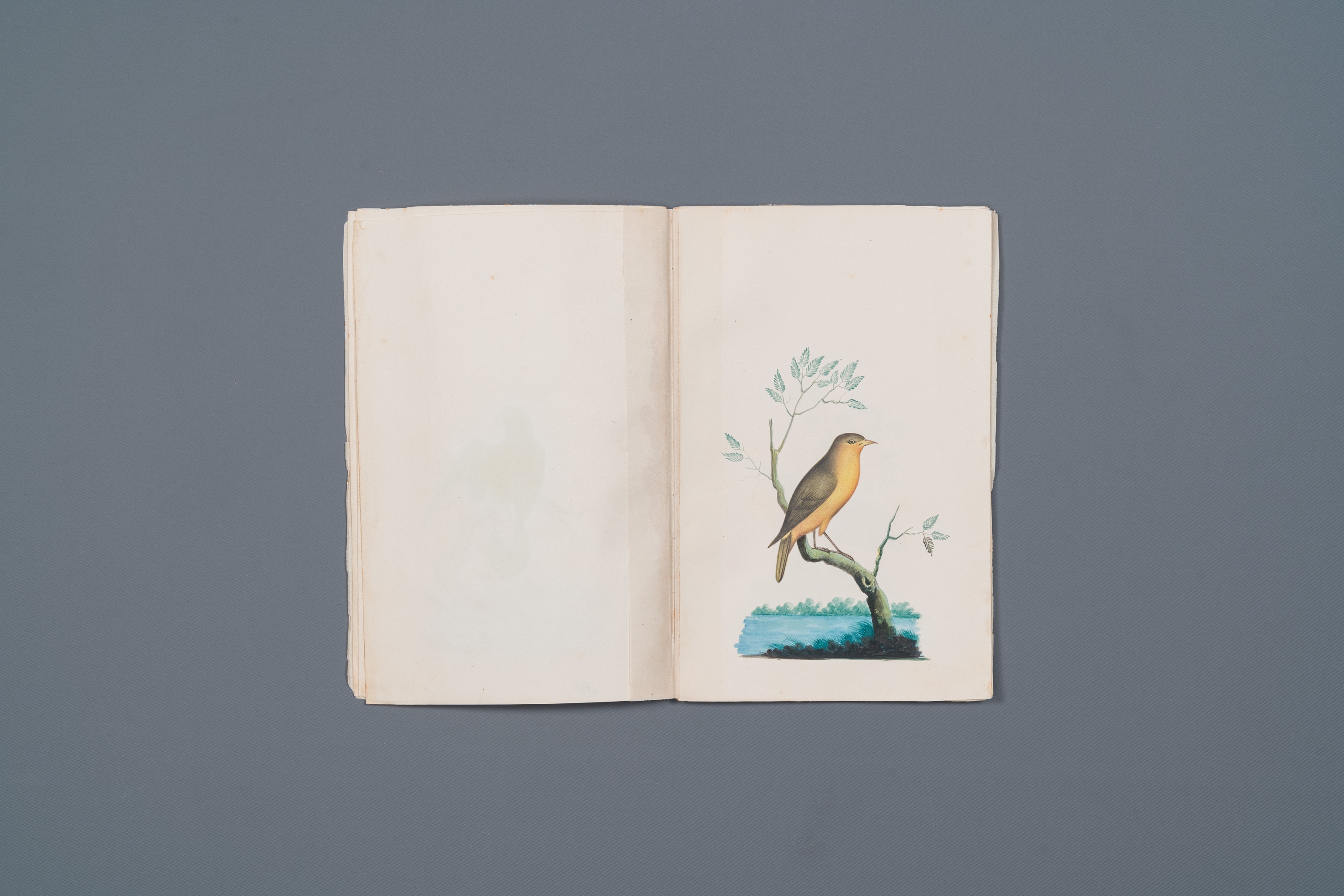 Album with 12 Indian bird paintings, 19th C. - Image 5 of 15