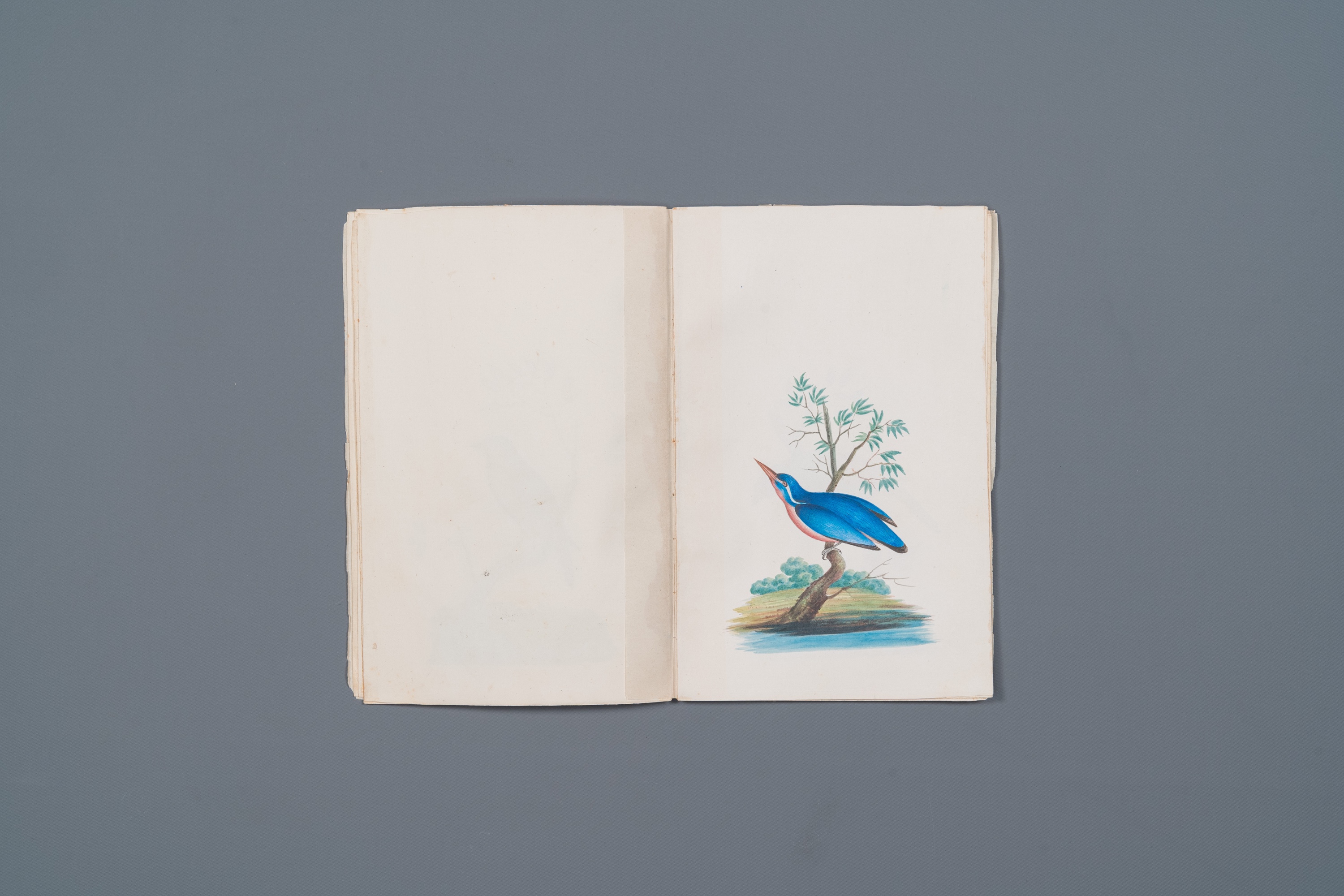 Album with 12 Indian bird paintings, 19th C. - Image 6 of 15