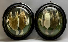 VICTORIAN TAXIDERMY OVAL DISPLAYS (2) - with ebonised frames and convex glass, each containing a