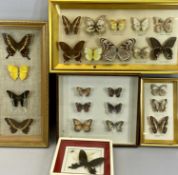 GLAZED FRAMES (4) containing mounted butterflies, 47 x 25cms the largest and another glazed frame