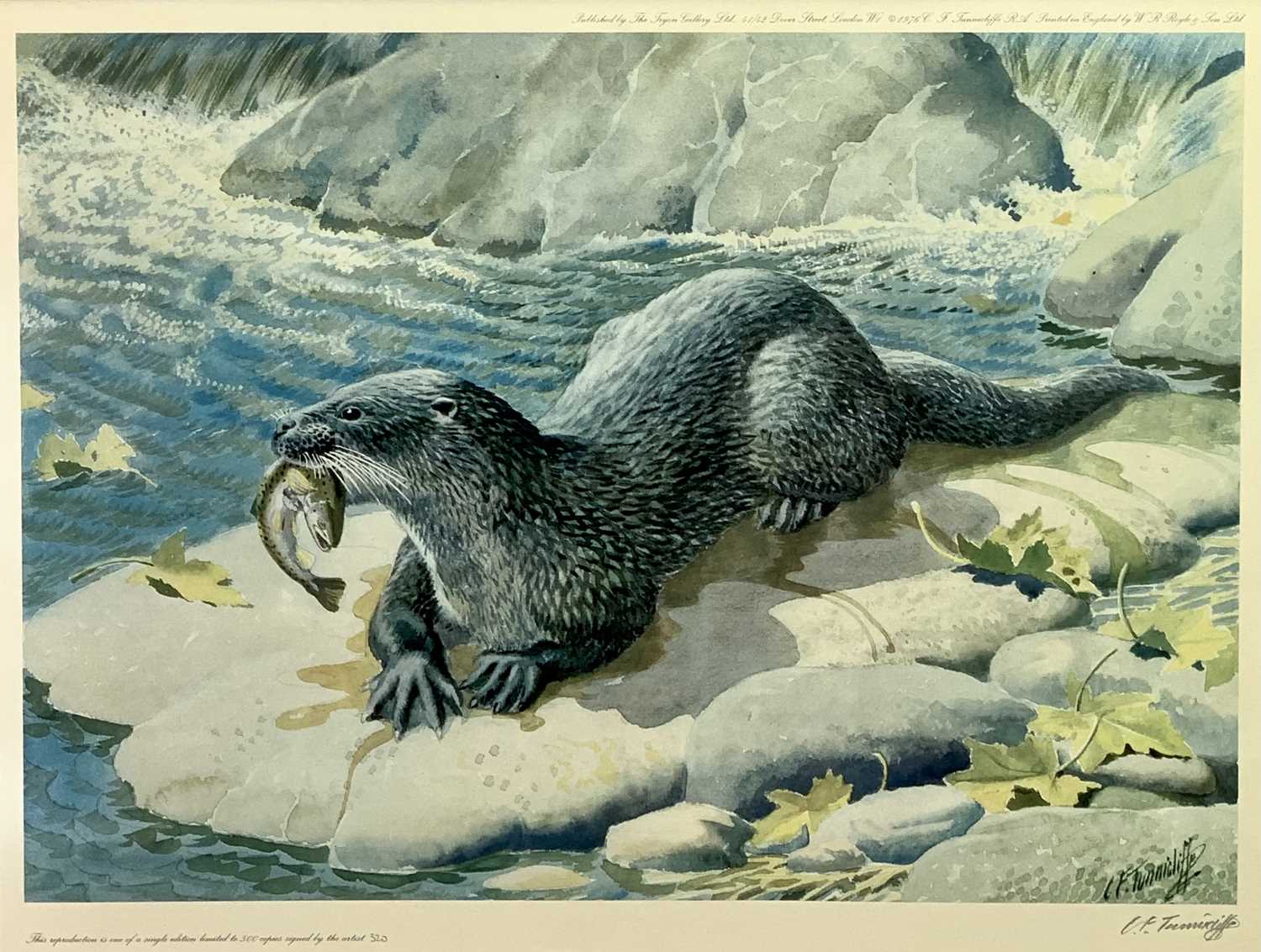 CHARLES FREDERICK TUNNICLIFFE British 1901 - 1979 limited edition colour print (320/550) - Otter