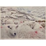 LLINOS LANILI an expansive colour photographic study - a group of sheep in the foreground with snowy