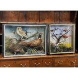 ANTIQUE EBONISED & GLAZED TAXIDERMY CASE OF PHEASANT & OWL, displaying a pair of common pheasant and