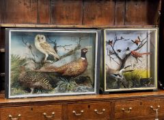 ANTIQUE EBONISED & GLAZED TAXIDERMY CASE OF PHEASANT & OWL, displaying a pair of common pheasant and