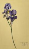 CONTEMPORARY ENGLISH acrylic on card - study of an iris, indistinctly signed, with dedication and