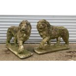 GARDEN ORNAMENTS: comprising pair standing carved stone lions on rectangular bases, 72cm wide (2)