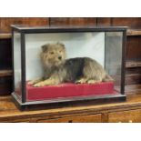 ANTIQUE EBONISED & GLAZED TAXIDERMY CASE OF A TERRIER, recumbent on raised red base