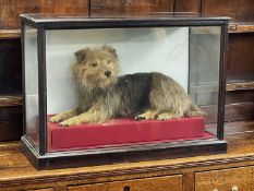 ANTIQUE EBONISED & GLAZED TAXIDERMY CASE OF A TERRIER, recumbent on raised red base
