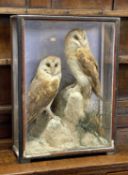 ATTRIB. TO HUTCHINGS OF ABERYSTWYTH: ANTIQUE EBONISED & GLAZED TAXIDERMY CASE OF OWLS, displaying