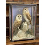 ATTRIB. TO HUTCHINGS OF ABERYSTWYTH: ANTIQUE EBONISED & GLAZED TAXIDERMY CASE OF OWLS, displaying