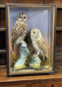 ATTRIB. TO HUTCHINGS OF ABERYSTWYTH: ANTIQUE EBONISED & GLAZED TAXIDERMY CASE OF OWLS, displaying