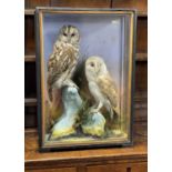 ATTRIB. TO HUTCHINGS OF ABERYSTWYTH: ANTIQUE EBONISED & GLAZED TAXIDERMY CASE OF OWLS, displaying