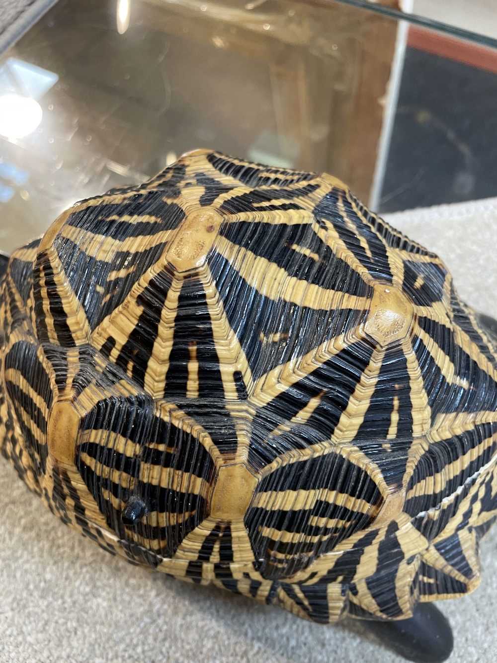 INDIAN STAR TORTOISE JEWELLERY BOX, early 20th Century, the hinged carapace opening to reveal a - Image 13 of 17