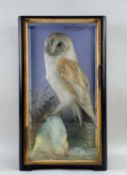 TAXIDERMY: CASED BARN OWL, probably by Jeffries of Camarthen, 48cm h