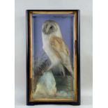 TAXIDERMY: CASED BARN OWL, probably by Jeffries of Camarthen, 48cm h