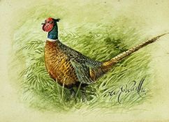 ‡ WILLIAM E. POWELL (1875-1955) watercolour - cock pheasant, signed and dated '26, 11 x