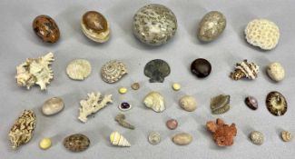 SEASHELLS, CORAL PIECES & POLISHED STONES - a small collection