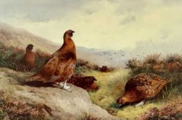 ARCHIBALD THORBURN (British 1860 - 1935) limited edition colour print (593/850) - red grouse,