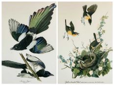 COLOUR ORNITHOLOGICAL PRINTS, A PAIR - yellow breasted chat and American magpie, with Latin