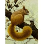 DAVID A FINNEY watercolour - a red squirrel, signed, 42 x 31cms
