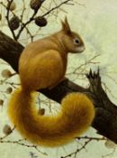 DAVID A FINNEY watercolour - a red squirrel, signed, 42 x 31cms