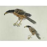‡ SIR KYFFIN WILLIAMS RA watercolour and pencil - study of Harris Hawks, signed with