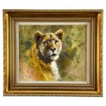 ‡ TONY FORREST (British, b. 1961) oil on canvas - study of a lioness, signed, 25 x 29cmsComments: