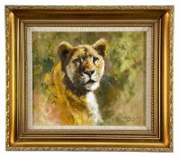 ‡ TONY FORREST (British, b. 1961) oil on canvas - study of a lioness, signed, 25 x 29cmsComments: