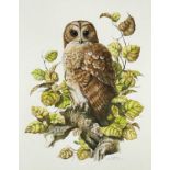 A. GREEN watercolour - Tawny owl seated on a branch, entitled 'Strix Aluco', signed and dated