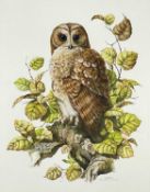 A. GREEN watercolour - Tawny owl seated on a branch, entitled 'Strix Aluco', signed and dated