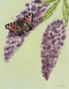 ‡ JULIE CUDDIHY (Contemporary) mixed media - Peacock butterfly on buddleia, signed, 25 x