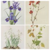 JOAN PONTIN watercolours (4) - Still Life of flowers, 44 x 23cms the largest, a hand coloured