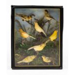 VICTORIAN CASED TAXIDERMY GROUP OF EIGHT CANARIES showing plumage variation, perched amongst ferns,