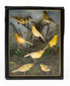 VICTORIAN CASED TAXIDERMY GROUP OF EIGHT CANARIES showing plumage variation, perched amongst ferns,