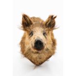 TWENTIETH CENTURY MOUNTED BOAR'S HEAD on stained oak shield, closed mouth, 28cms h x 39cms deep