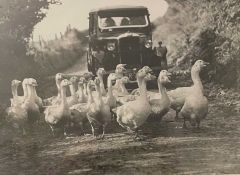 Llewellyn E Morgan. “Geese Crossing (1936)”. Photograph from original negative. 20 x 29cms. Part