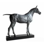 Barry Davies RCA. “Anatomical study of the horse”. Bronze sculpture. 43cmw x 36cmh x 12cmd.