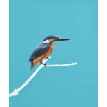 Richard Hughes. “Kingfisher on Blue”. Acrylic on canvas. 50 x 60cm. Richard is a Cardiff based