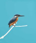 Richard Hughes. “Kingfisher on Blue”. Acrylic on canvas. 50 x 60cm. Richard is a Cardiff based