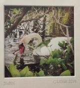 Ceri Leigh. “Mute Swan”. Photographic print. 430mm square. Ceri studied wildlife illustration at