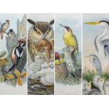 JOHN GOULD AND H.C. RICHTER, ornithological lithographs with colour, to include 'Bubo Maximus', '