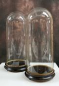 A PAIR OF GLASS DISPLAY DOMES, each on a turned circular ebonised base with three feet, late