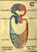 VINTAGE ANATOMICAL POSTERS FOR THE ST JOHNS AMBULANCE ASSOCIATION (9) - Respiration, Skeleton,