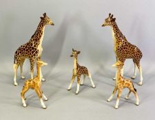 BESWICK GIRAFFE GROUP - two adults, 32cms H and three calves, 19cms H